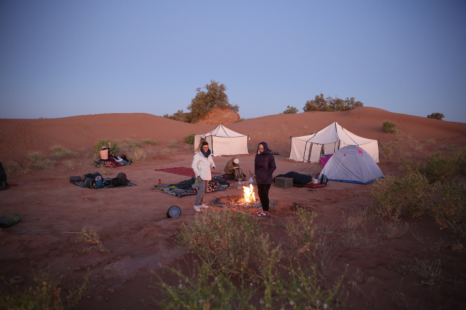 Caravane Renard Du Désert fox