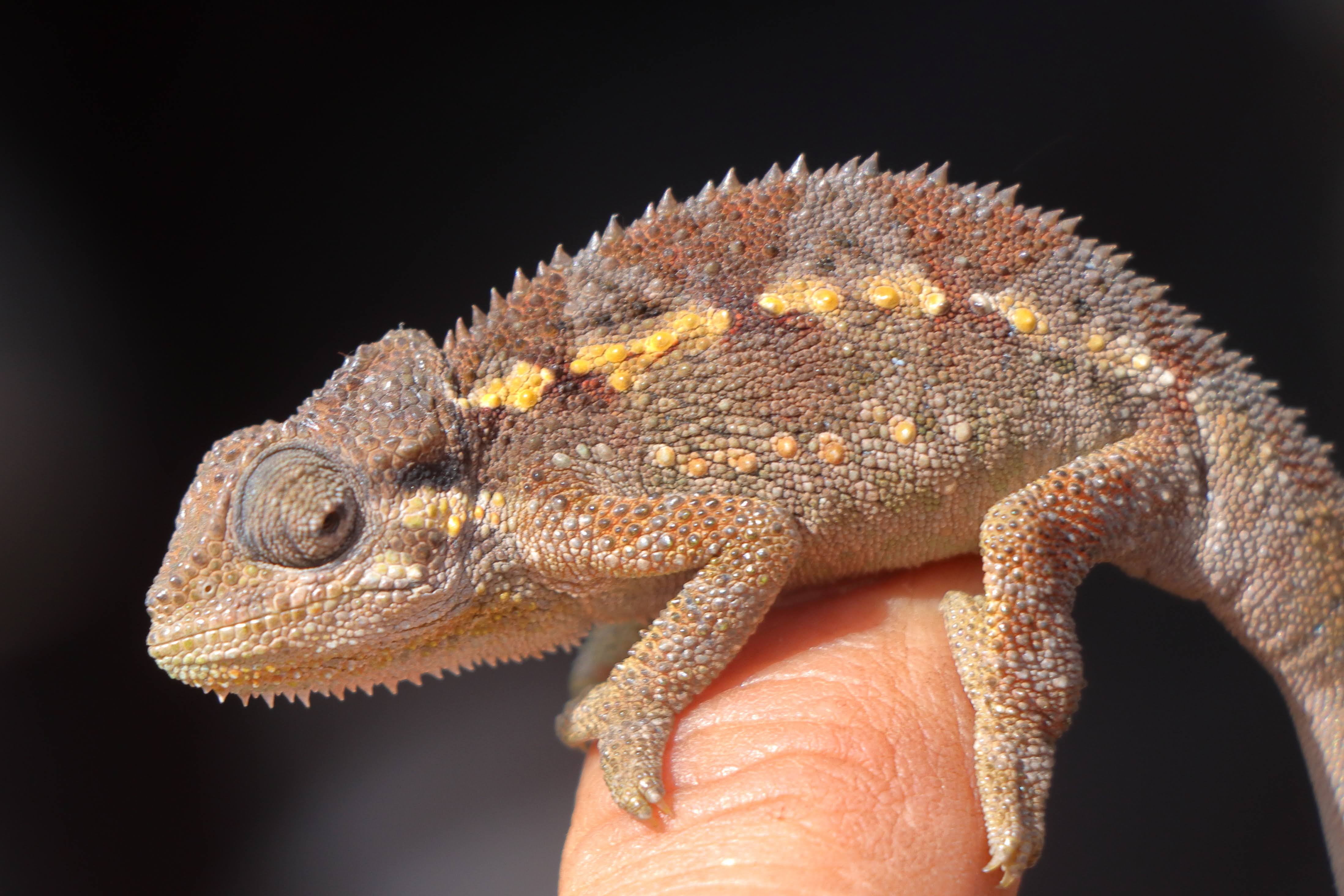 Kilimanjaro Winners And Safaris