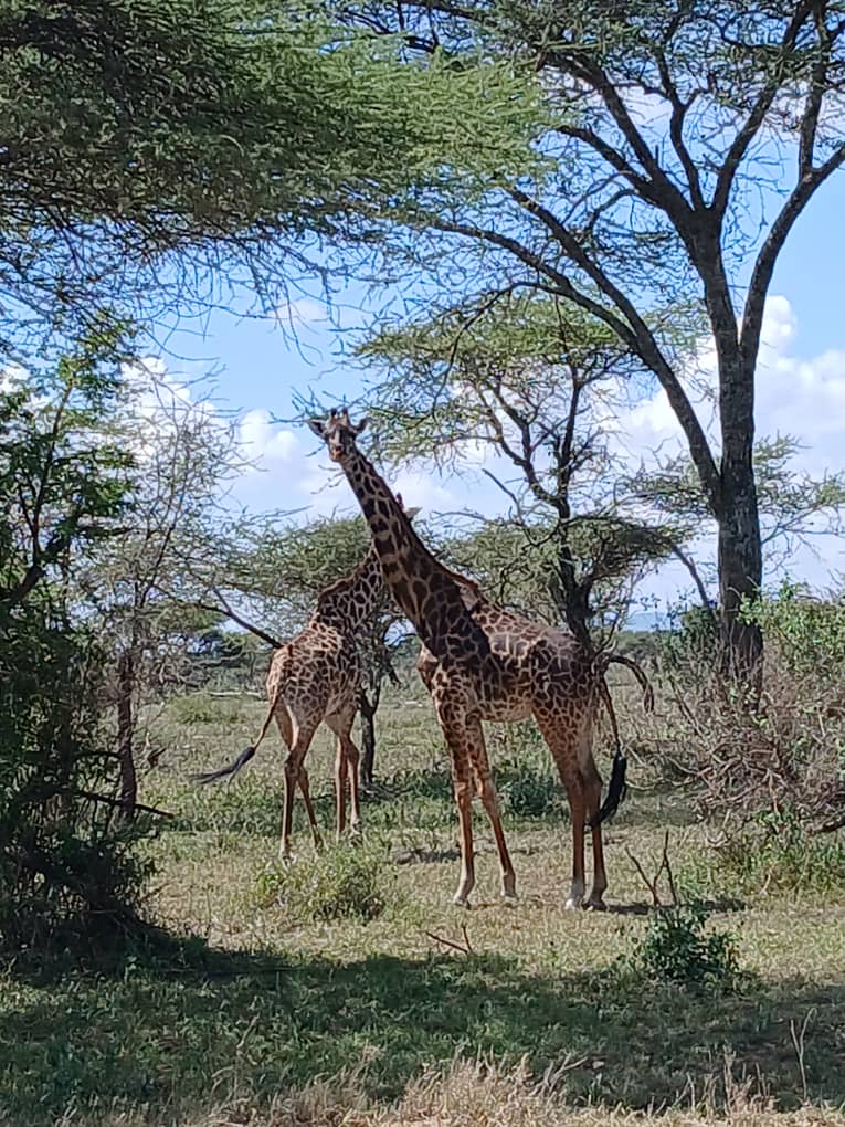 AfriOne Adventures and Safari LLC