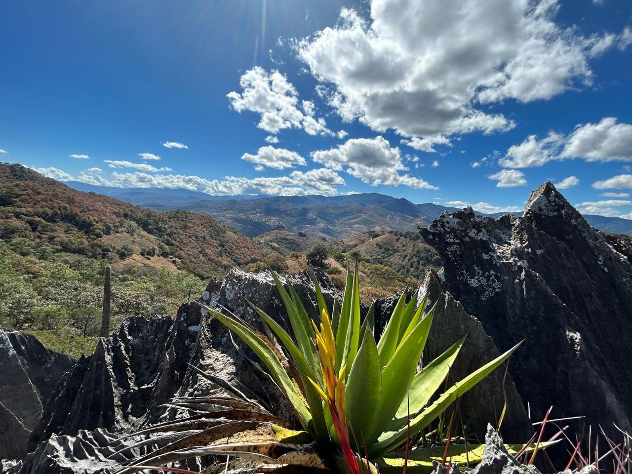Mezcal Tour Oaxaca