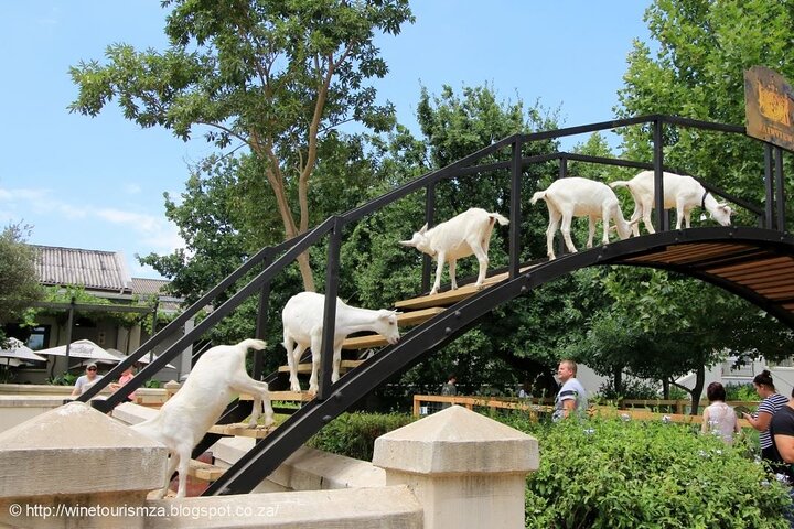 Pleiades du cape town