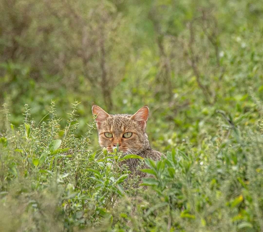 Nguzo Travel Experience