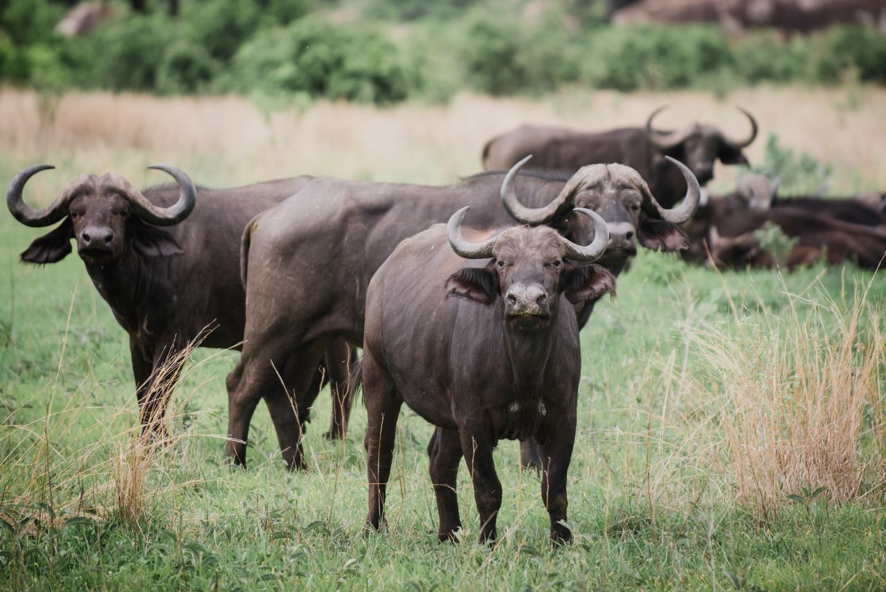 AFRICAN PANGOLIN SAFARIS