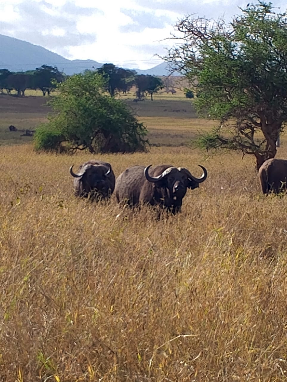 Nice man adventure tours and safaris