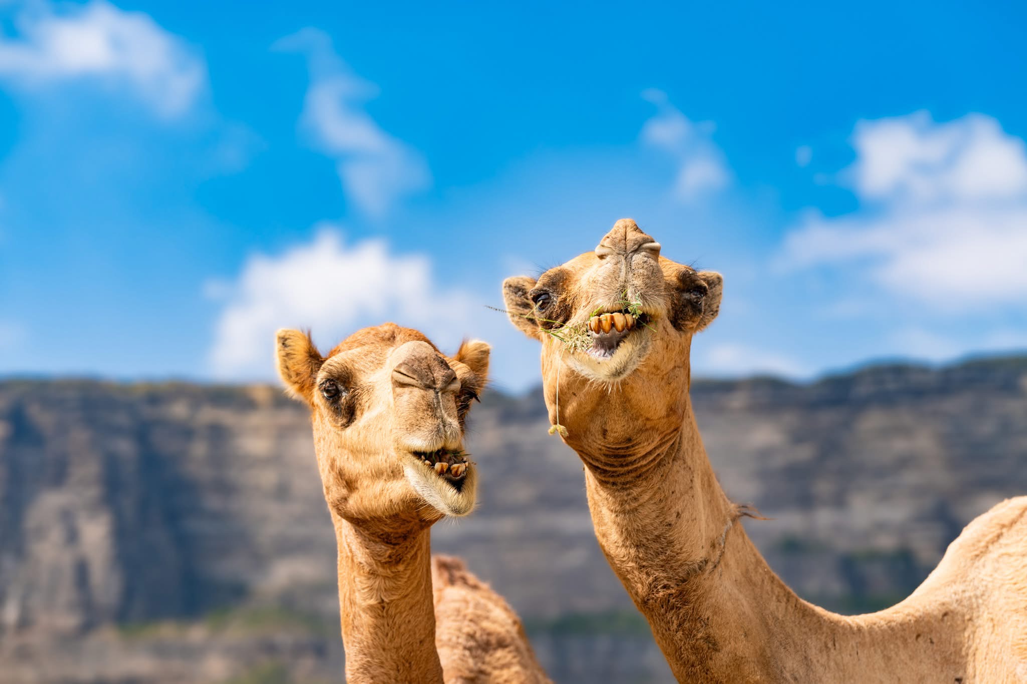 Salalah premium tours