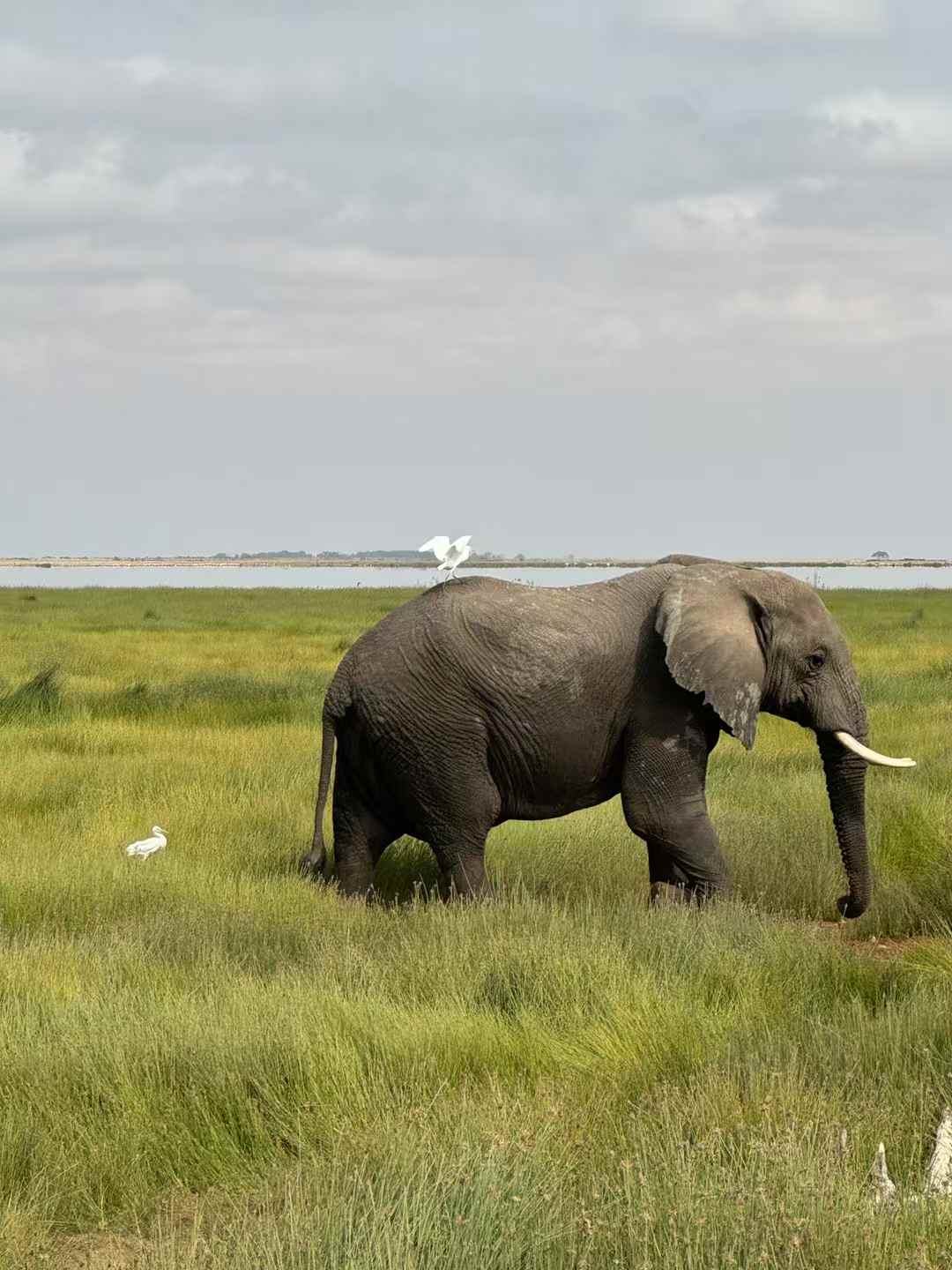 6-Days Masai Mara Nakuru Amboseli safari