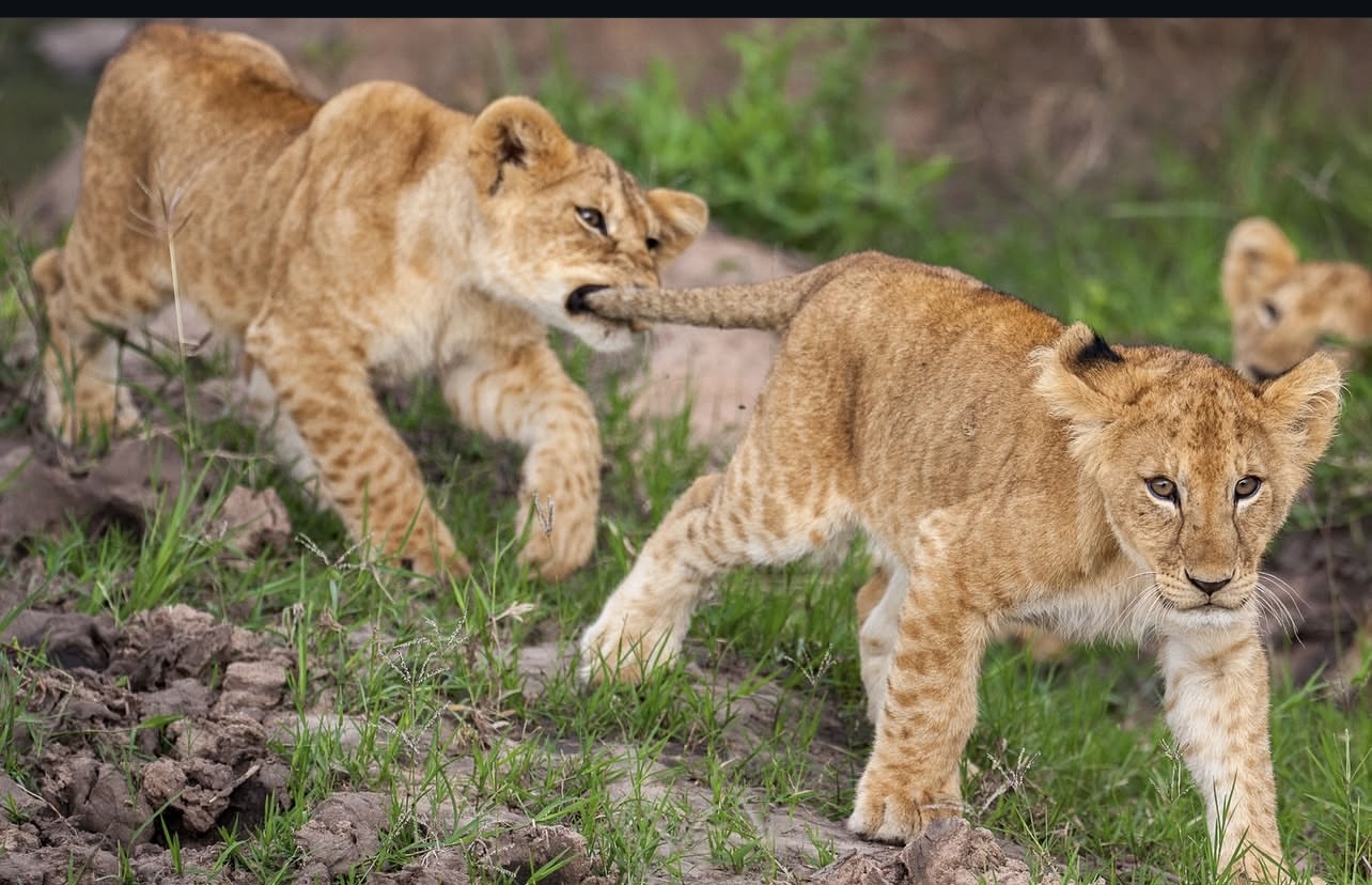 Green Planet Safaris