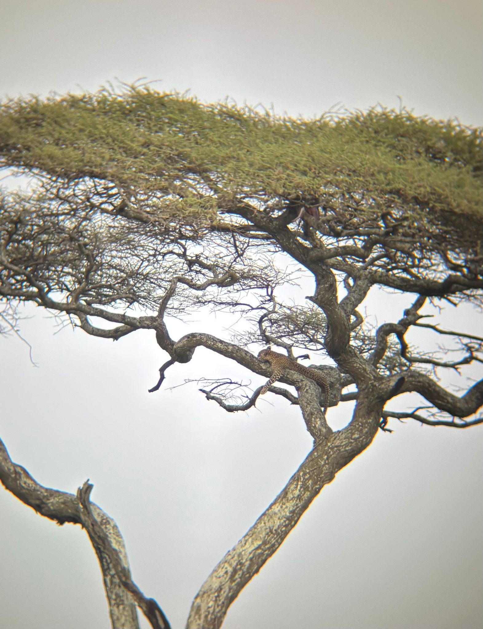 MORAKA AFRICA SAFARIS