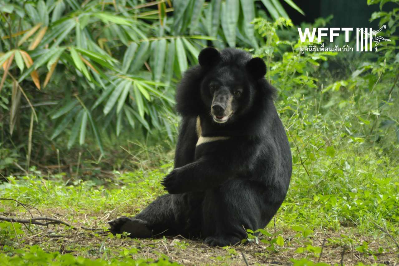 Wildlife Friends Foundation Thailand