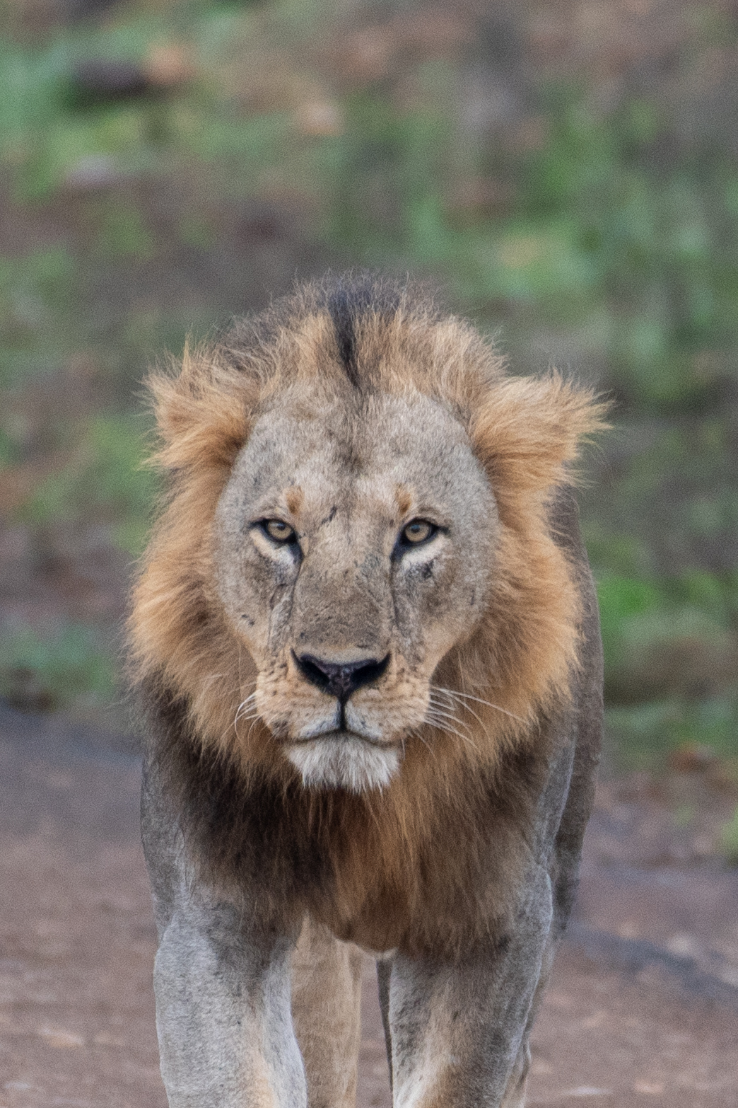 Homeland Adventures (HADVEN)