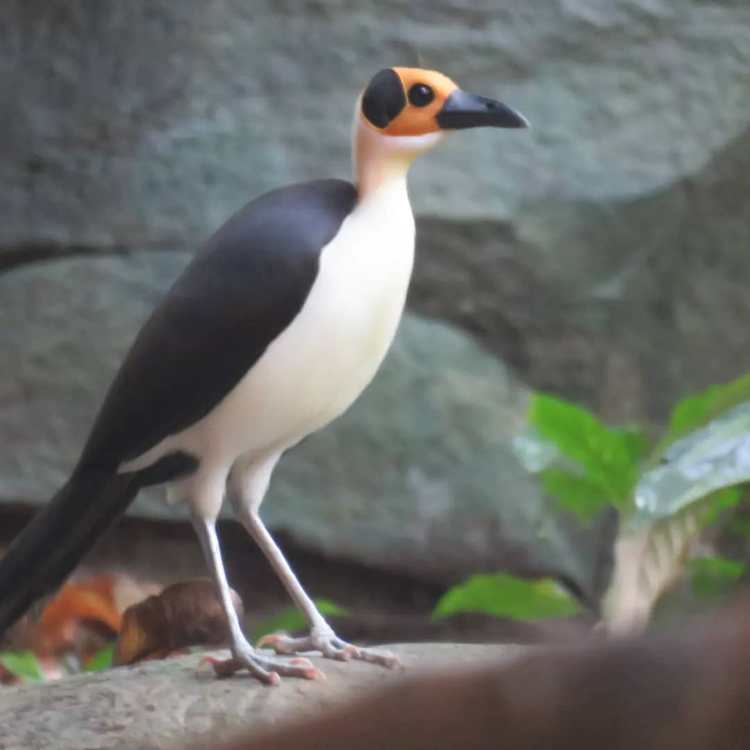 Adventure Birding Tours